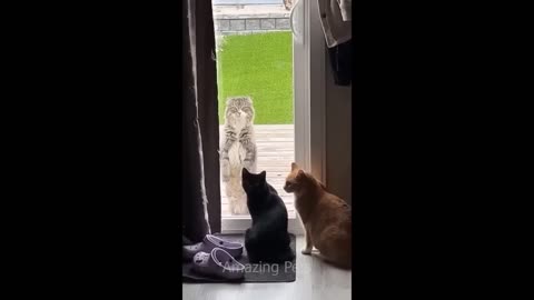 Funniest Cats and Dogs