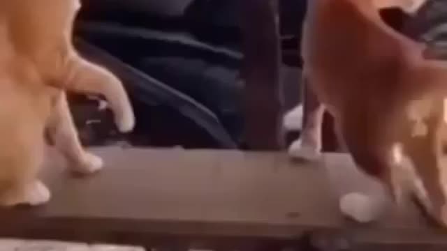 Funny cat
