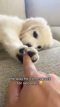 Cute puppy holds hands with his owner
