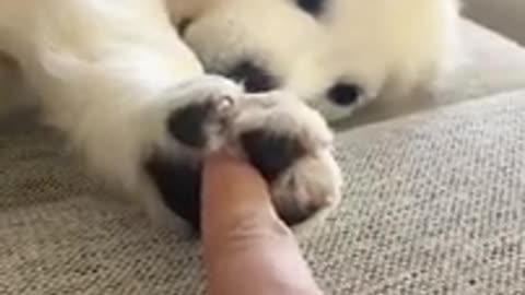 Cute puppy holds hands with his owner