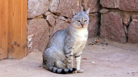 MOST LOYAL CAT BREEDS