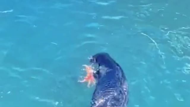 A sea lion catching a crab