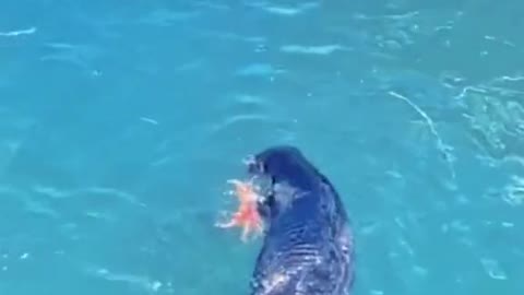 A sea lion catching a crab