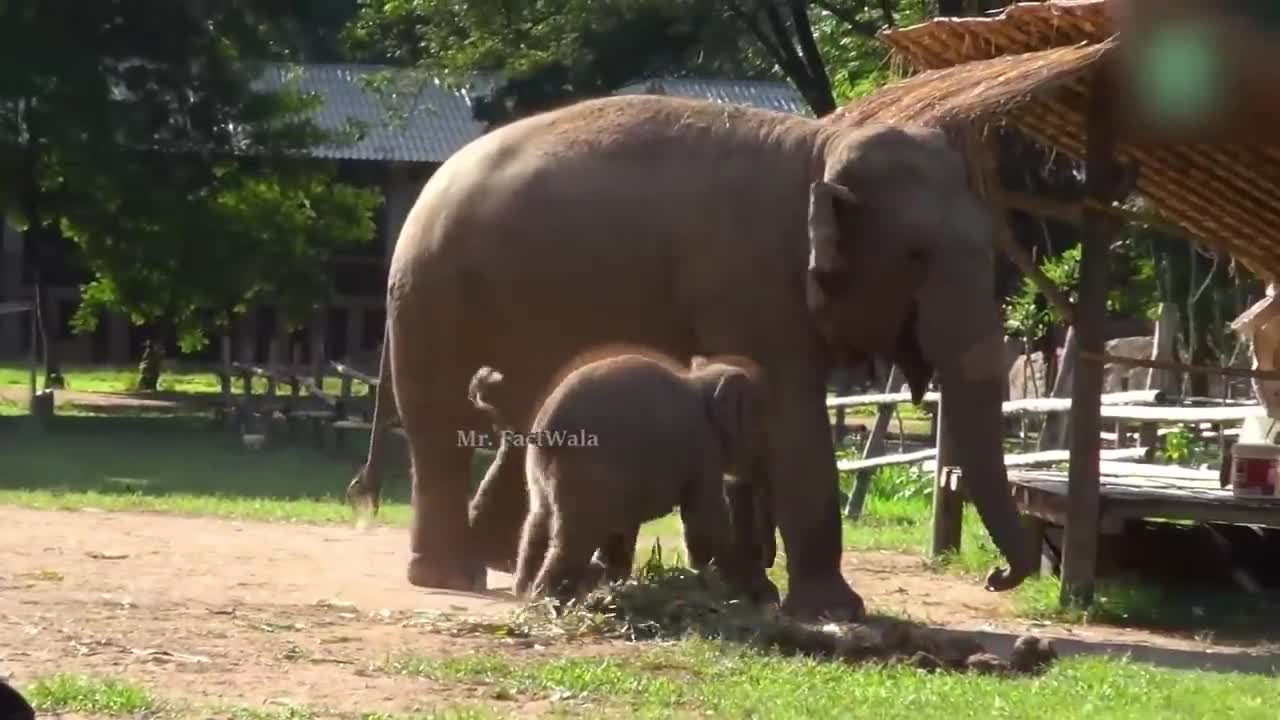 10 Most Cute Baby Animals | New Video 2021