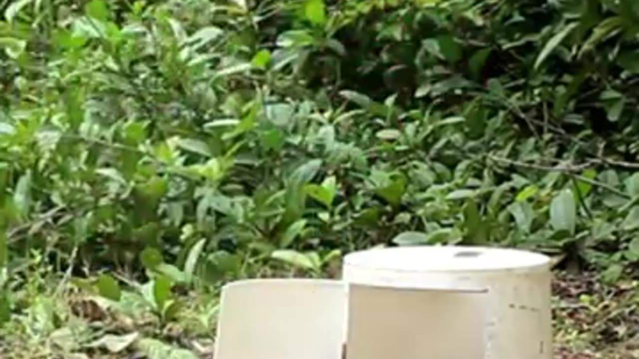 trapping using plastic bucket for birds trap
