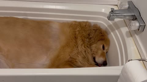 Dog Prefers to Sleep in the Bathtub