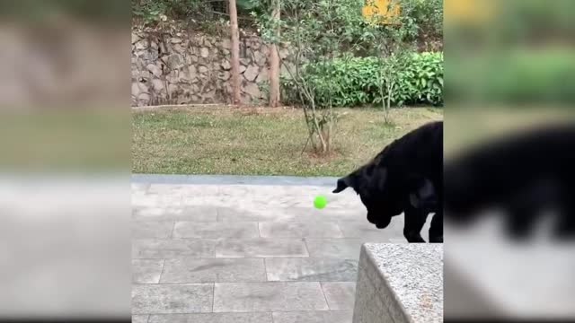 Baby dogs funny video