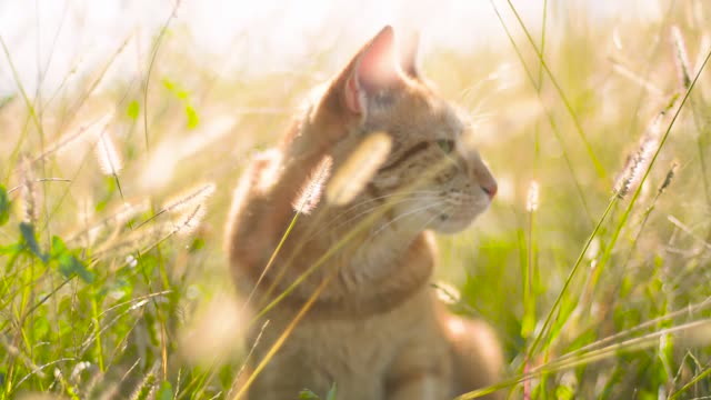 Cat in the Sun