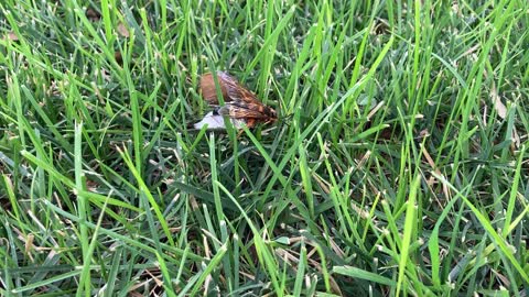 Cicada-killer wasp with prey #2