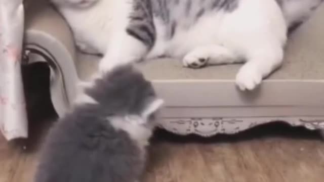 ♥Omg So cute♥ cat♥ funny moment♥