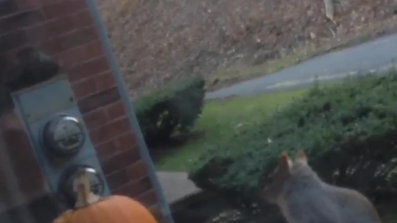 Squirrel falls over trying to steal pumpkin