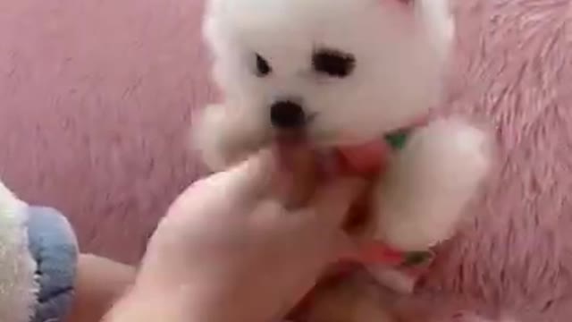 Mini Cute Pomeranian Boo TikTok Video