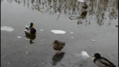 Gif video of duck landing