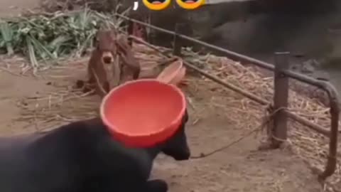 Smart animal