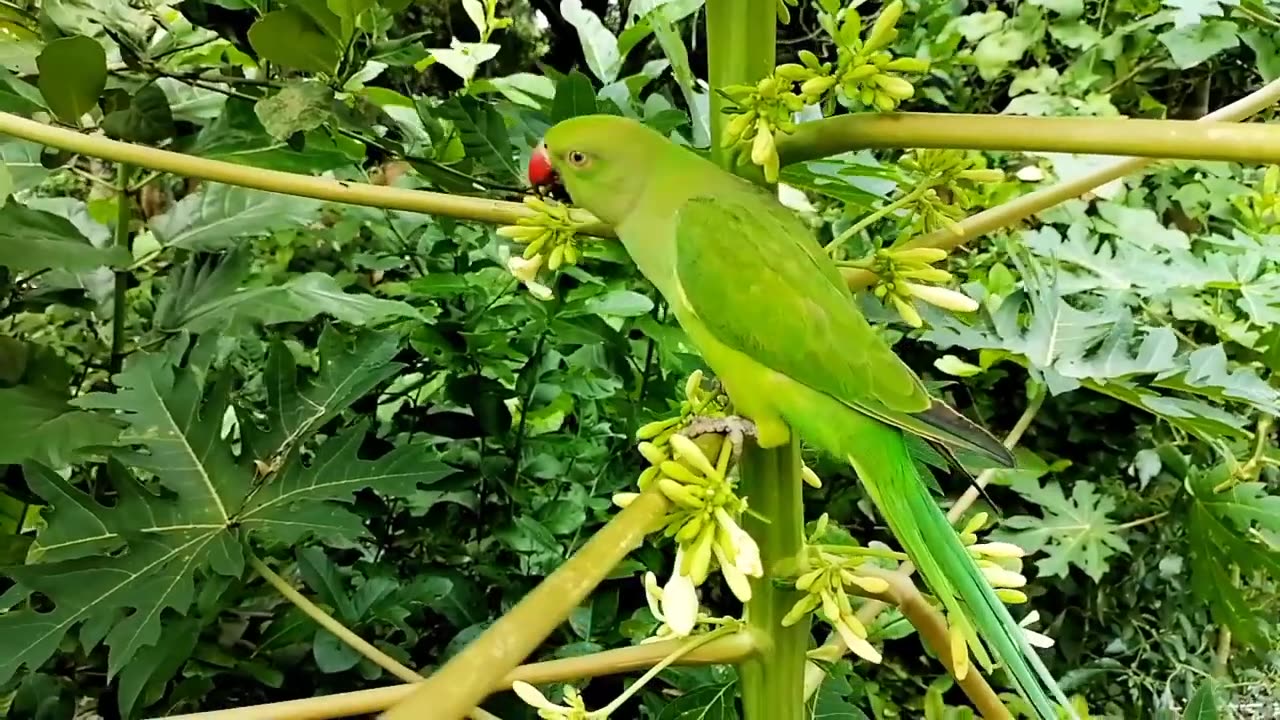 Natural parrot video sounds and eating red chilli