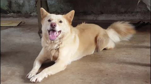 she was named bear because she has white fur like the polar bear I thought