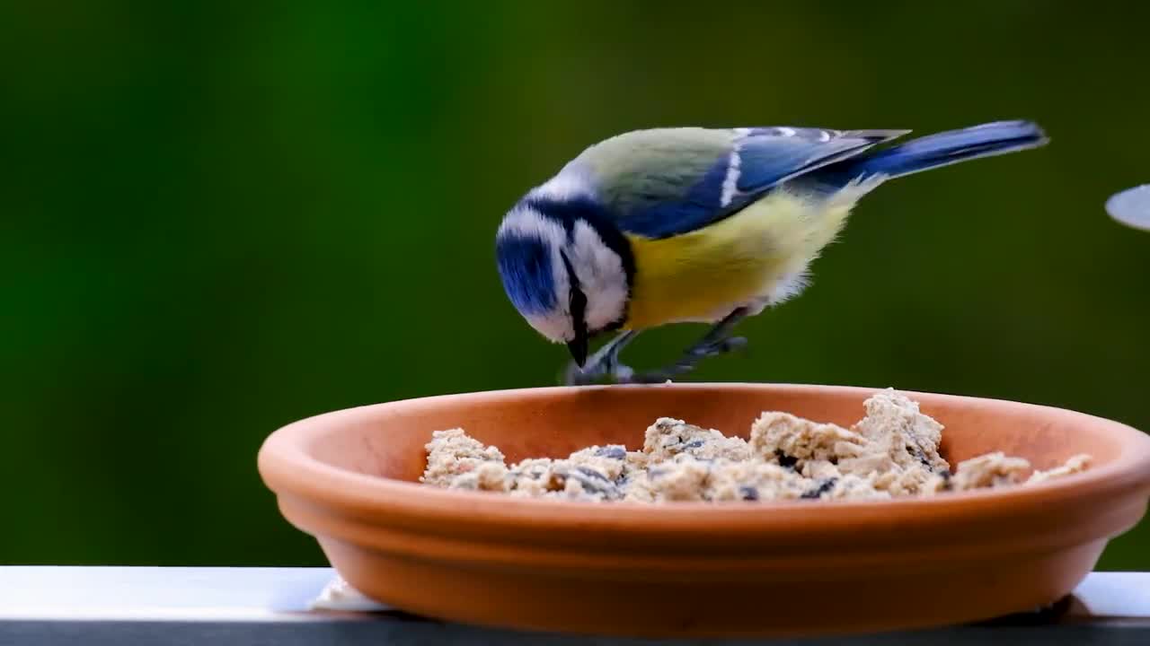 Most Beautiful Bird Feeding - Most Amazing Moments Of Wild Animal ! Wild Discovery Animals