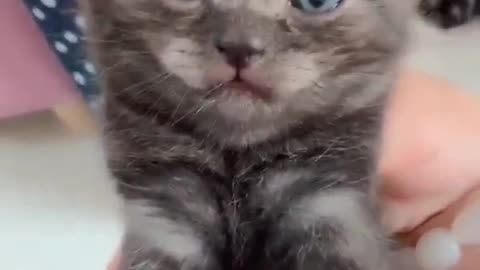 Shorts funny kitten videos complition12