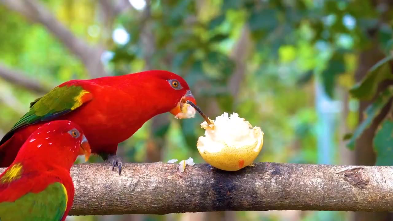 Ultra HD colourful birds