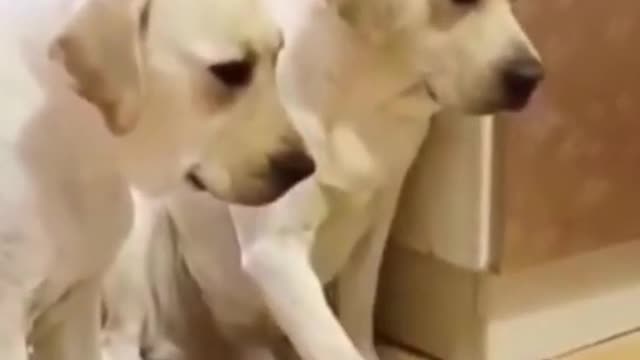 Funny dog moment 😀😅😀 #funnydogs