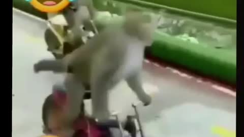 When dog and monkey get serious war // #funny