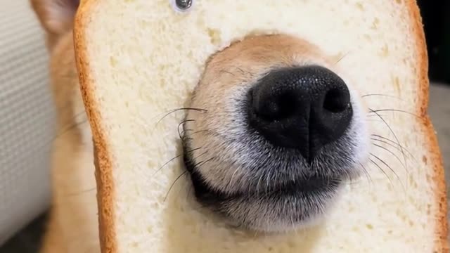 In the past, a person felt very lonely, but now a dog is much happier