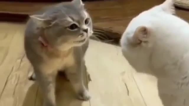 Tough talks between two angry cats