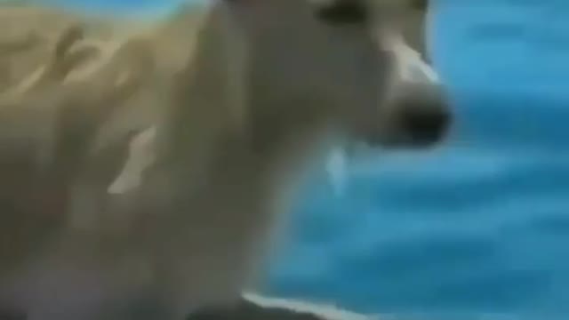 Cute animal behavior makes you happy