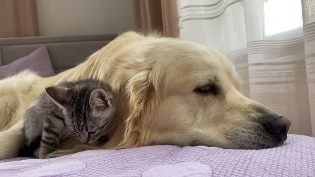 Golden Retriever and Baby Kitten