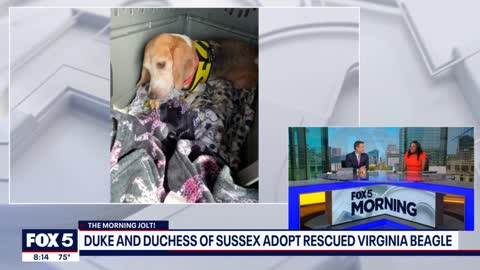 Prince Harry and Meghan Markle adopt rescued Virginia beagle