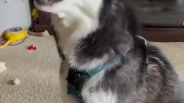 Top The Best TikTok Videos Compilation