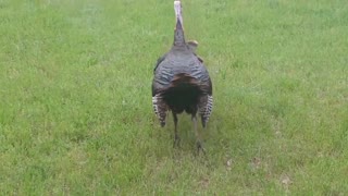 (Graphic) Raw footage of two male turkeys fighting in the wilds of northern Michigan