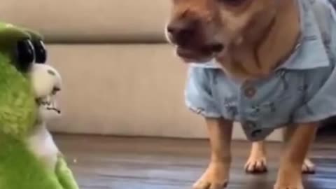 Try to not laugh 🤣