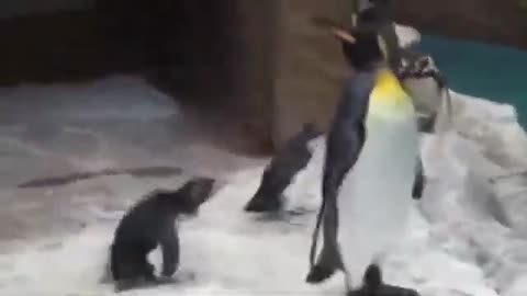 Best cute penguine video