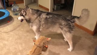 Malamute is disappointed to not find anything in play tent