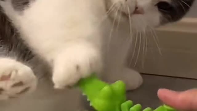 Cat playing with crocodile😁😁😅