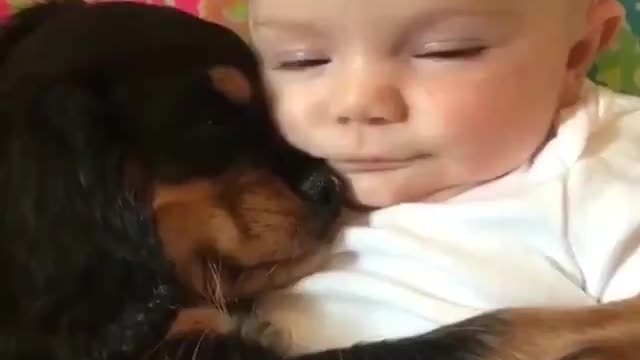 Puppy Loves to sleep with toddler❤️❤️