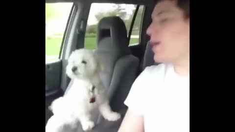 Top Funny Animals Vines