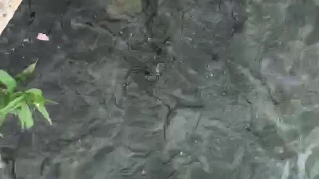 Fiish water