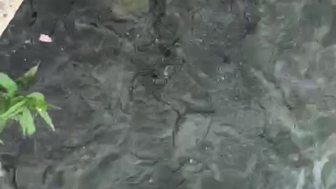 Fiish water