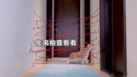 【Part 1】Cats and dog execute the impossible mission, crossing the infrared zone is super funny.