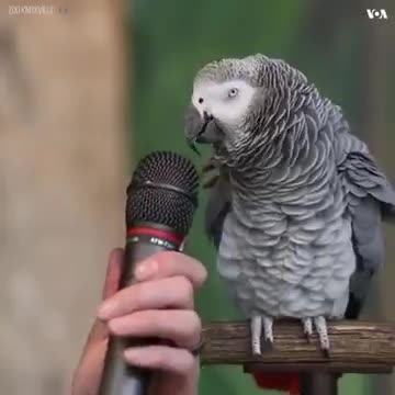 funny talking parrot🤣🤣😂