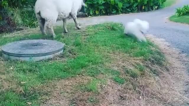 Dog and Rescued Sheep Become Best Friends