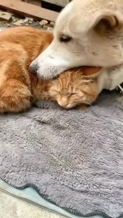 Best Funniest animal videos, Funny animal videos #shorts#short