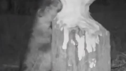 Busy Beaver Gnawing To Fell A Tree