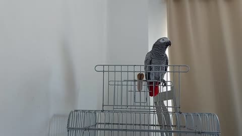 A parrot speaks Moroccan stock