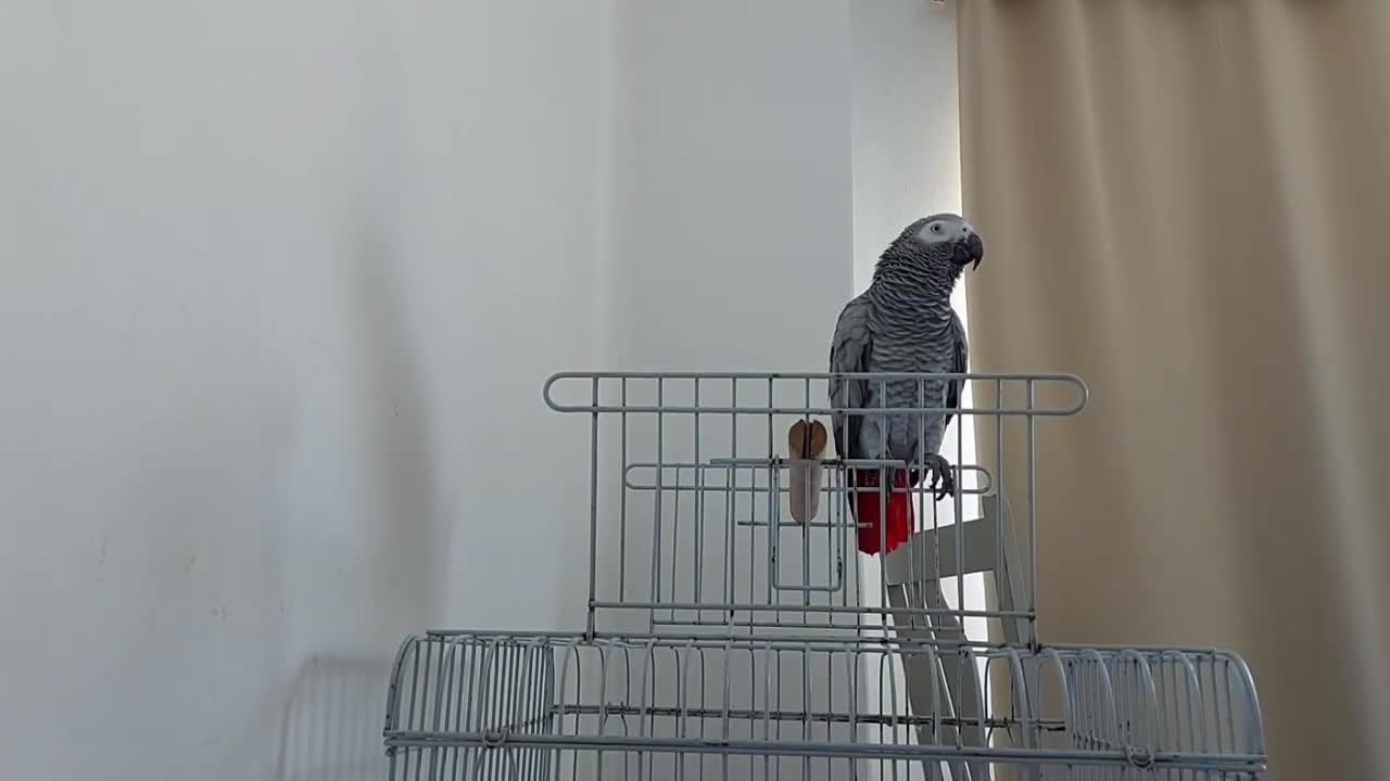 A parrot speaks Moroccan stock