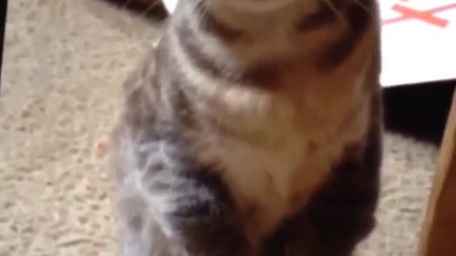 Funny and Cute Cats Videos #44 │ Gadis Sekarwangi