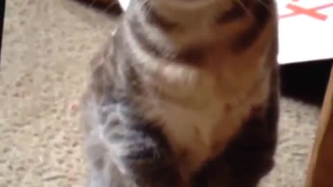 Funny and Cute Cats Videos #44 │ Gadis Sekarwangi