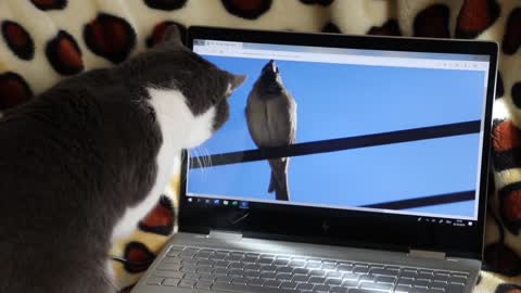 The cat is watching TV